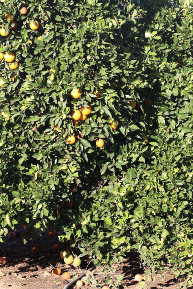            Habit (Riverside, CA)   